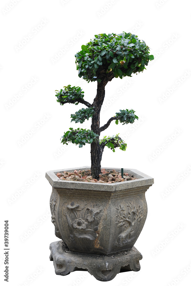 Obraz premium Tree on white background