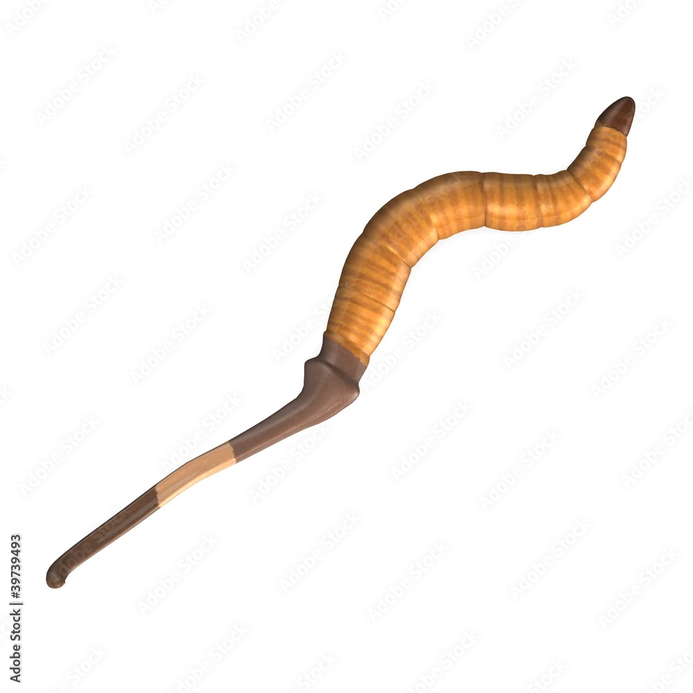 Naklejka premium 3d render of worm insect