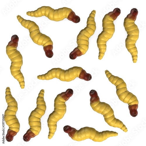 3d render of worm insects