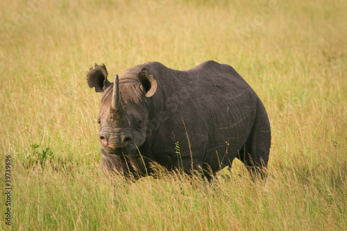 Black Rhino standing in the grass  Masai Mara  Kenya