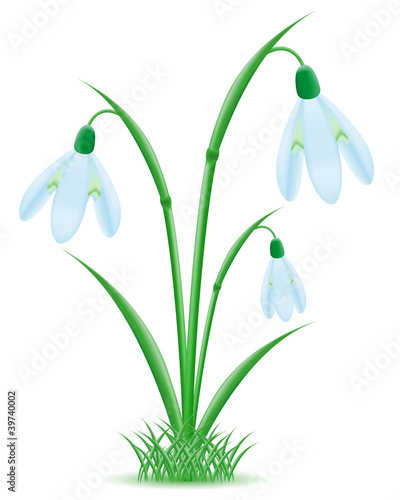 snowdrop vector illustration