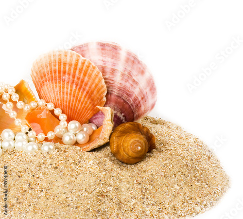 Beautiful exotic shells on a sand background