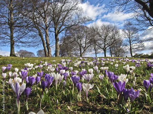 champ de fleur & crocus