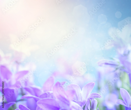 Fototapeta Naklejka Na Ścianę i Meble -  Campanula floral background