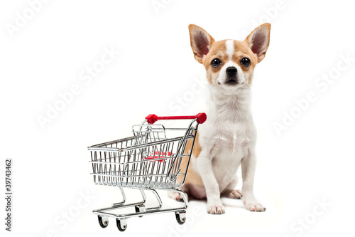 Pomeranian dog next to an empty shopping cart