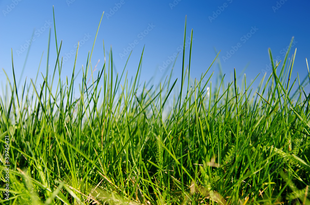 Green grass and blue sky with clouds