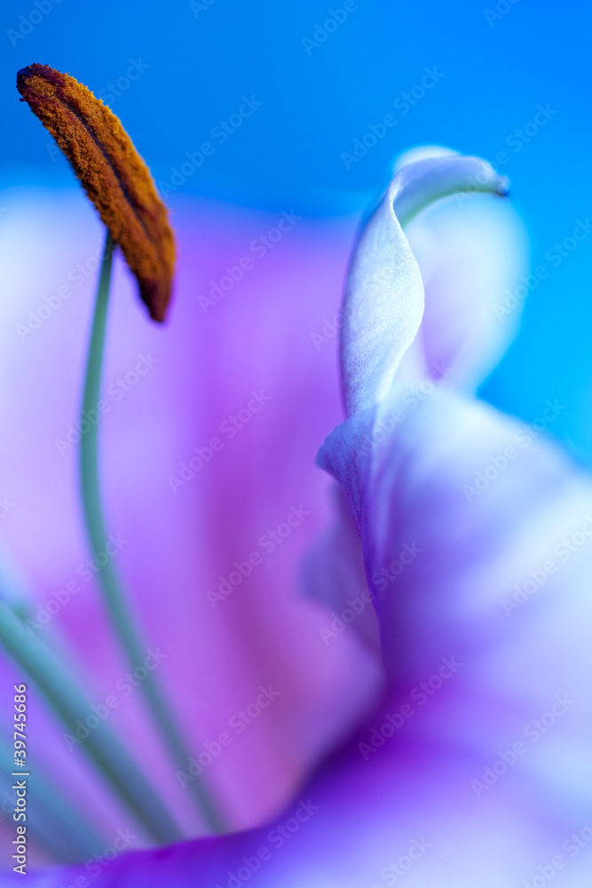Flower Flower