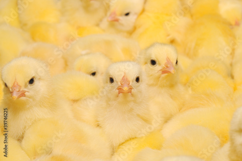 Photo Group of Baby Chicks