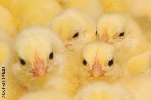 Group of Baby Chicks Fototapet