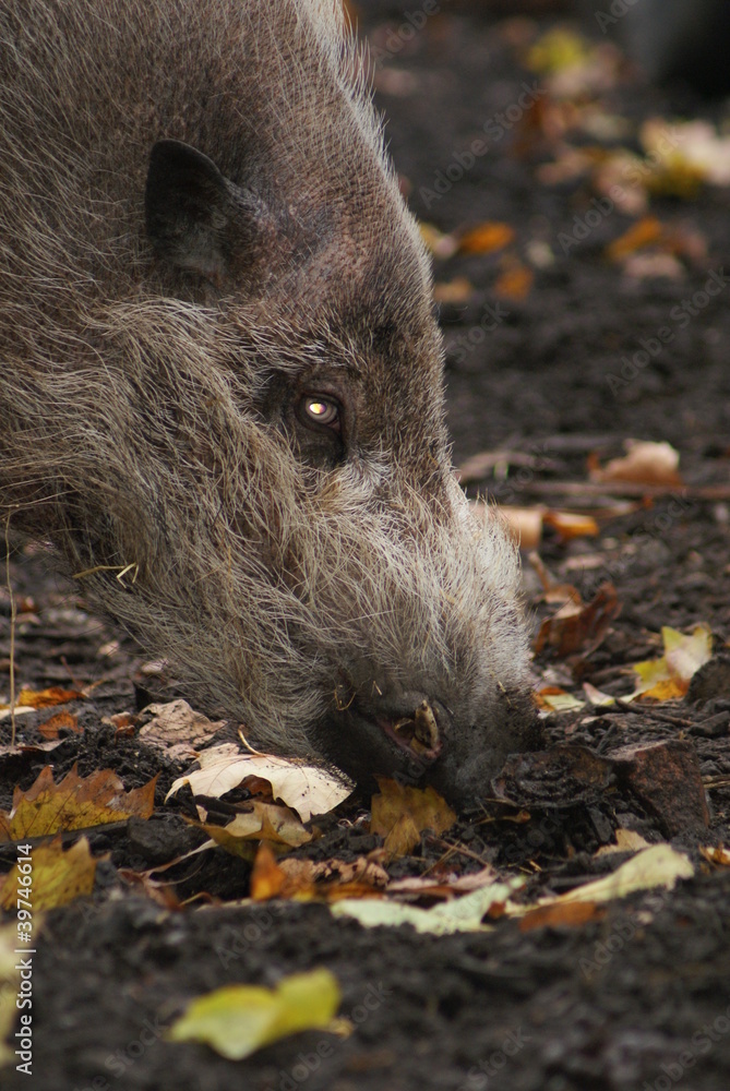 Visayan Warty Pig - Sus cebifrons Visayan Warty Pig - Sus cebifrons