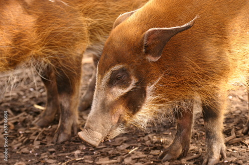 Red River Hog - Potamochoerus porcus