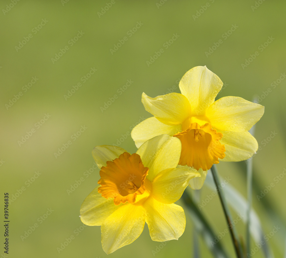 Narcisos Narcisos