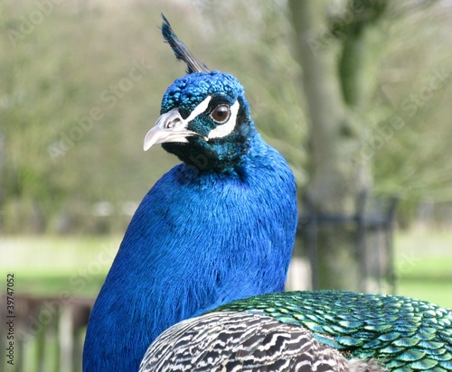 A indian or blue ribbon peacock (pavo christatus) photo