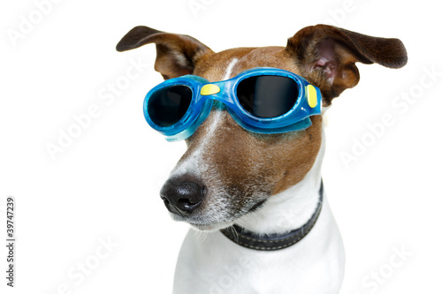 dog with goggles © Javier brosch