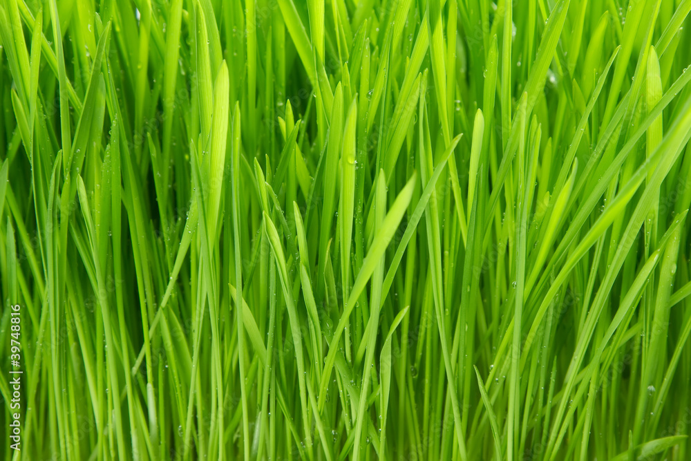 Dew on grass on the white background Dew on grass on the white background