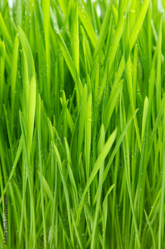 Dew on grass on the white background