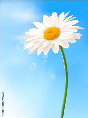 Beautiful white daisy in front of the blue sky