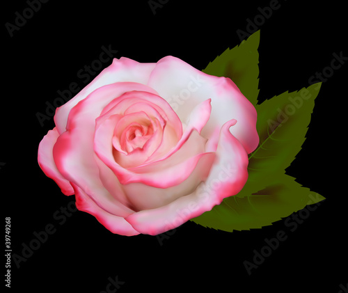 Beautiful pink rose in front of the black background