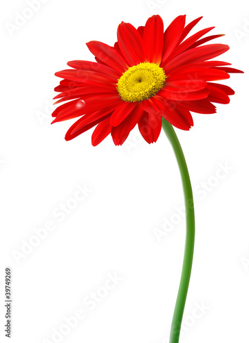 Beautiful red flower in front of the white background