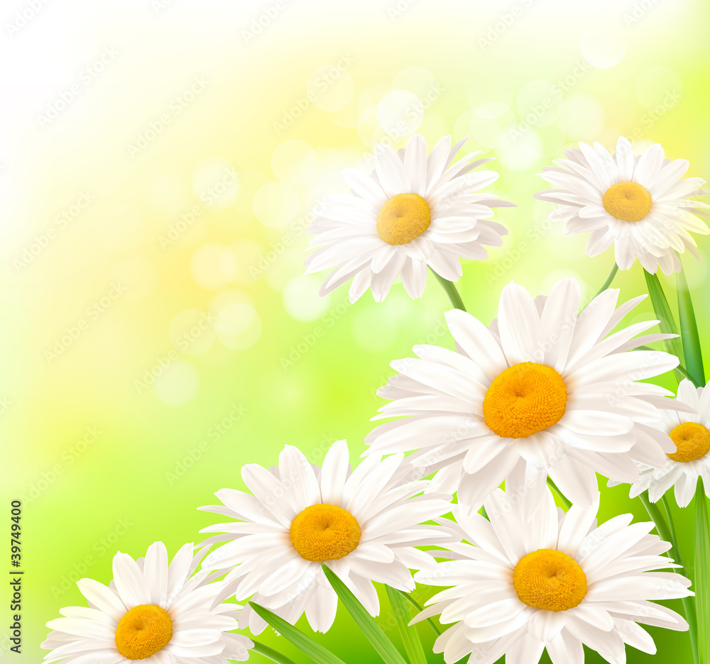 Beautiful background with grass and daisies Beautiful background with grass and daisies