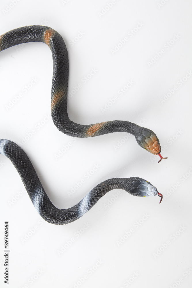 Fototapeta premium Serpents