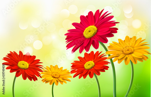 Background with beautiful gerber flowers  Vector