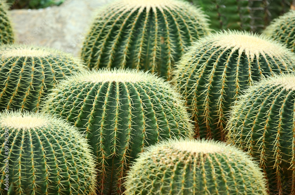 cactus cactus