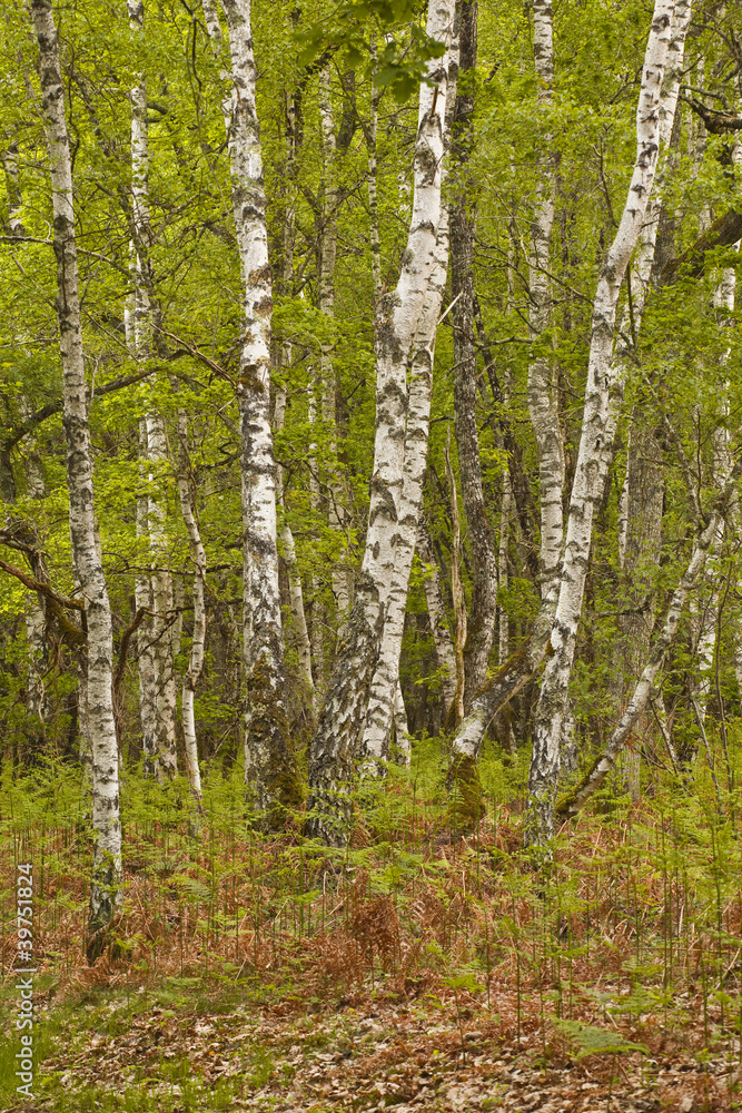 Obraz premium Woodland in France