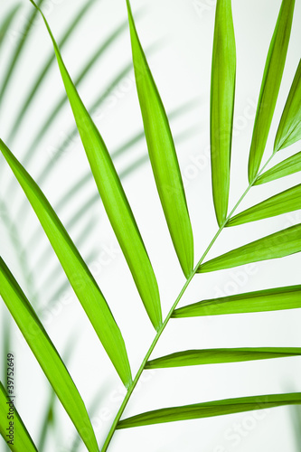 canvas print motiv - peapop : Tropical Leaf Closeup