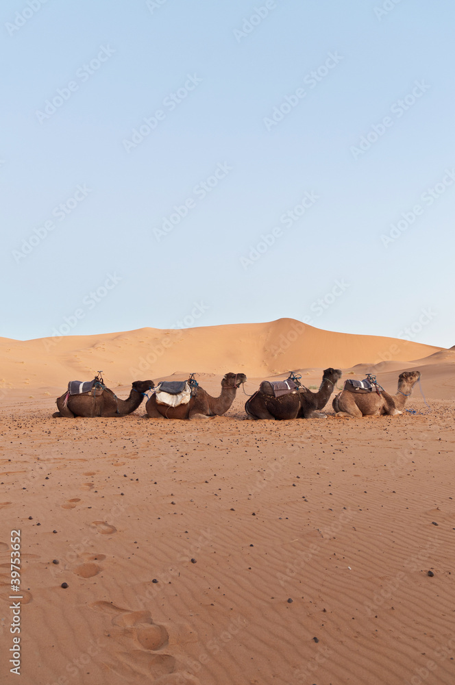 Camels resting at Erg Chebbi, Morocco Camels resting at Erg Chebbi, Morocco