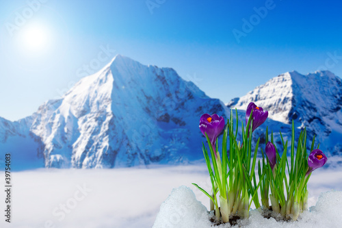 Spring crocus flowers and snowy mountains