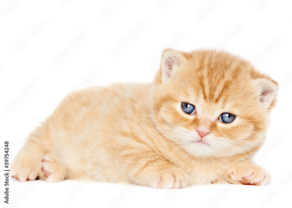 Obraz premium British Shorthair kitten cat isolated