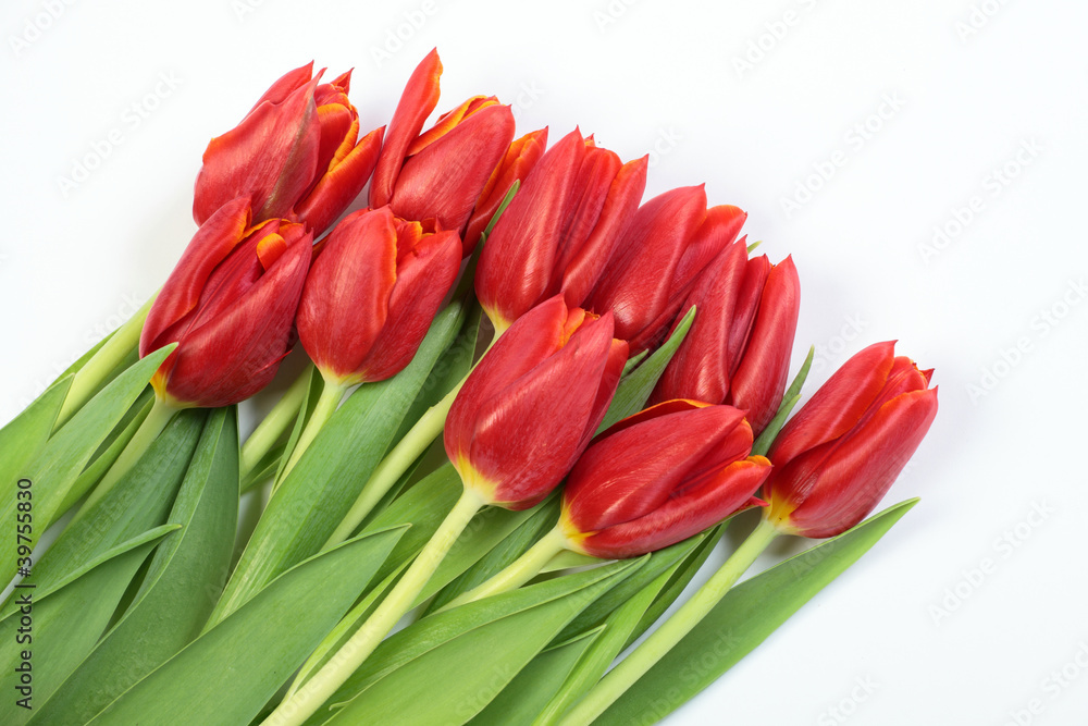 Rote Tulpen liegend auf weiß Rote Tulpen liegend auf weiß