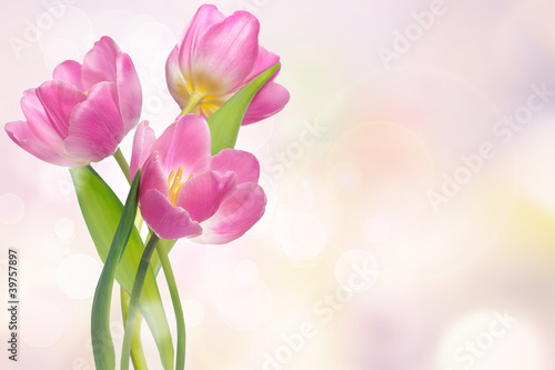 Fototapeta Naklejka Na Ścianę i Meble -  Pink tulips