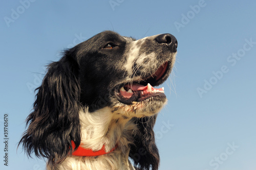 Obraz na płótnie springer spaniel