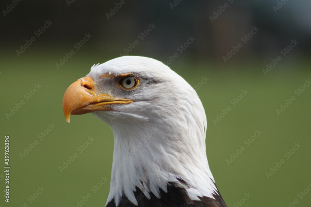 Weißkopfseeadler - 