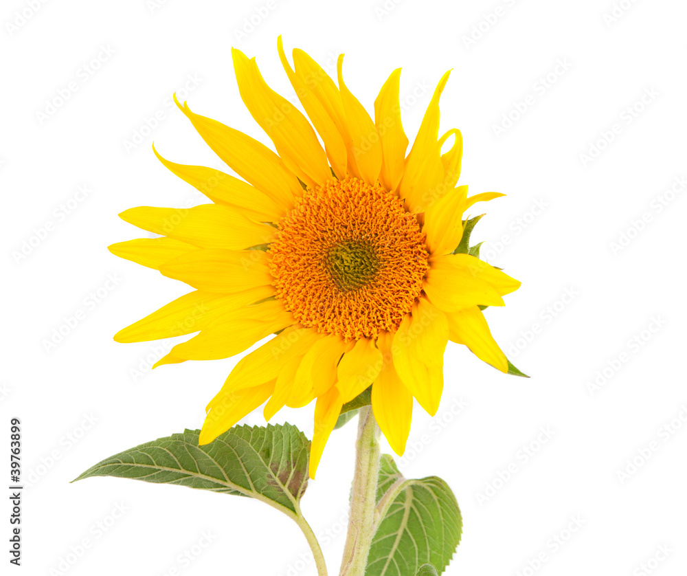Fototapeta premium sunflower isolated