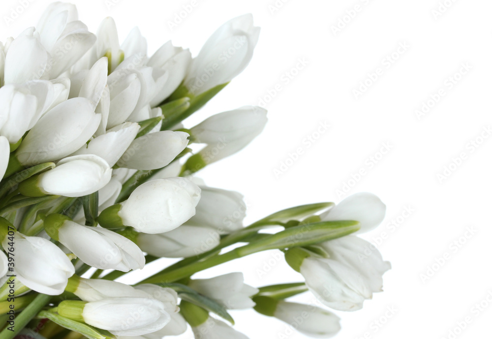 beautiful bouquet of snowdrops isolated on white beautiful bouquet of snowdrops isolated on white