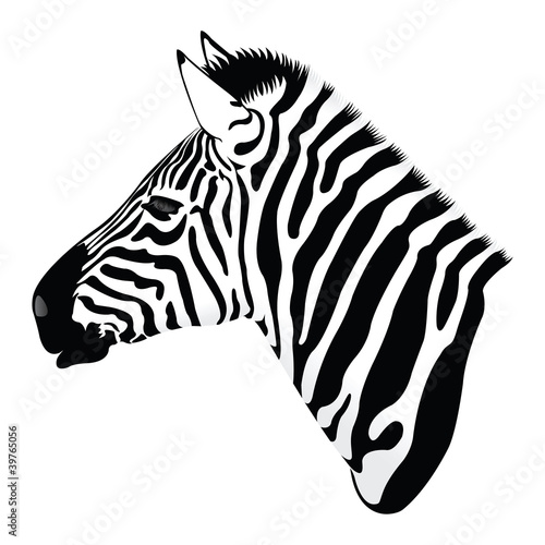 Zebra Head