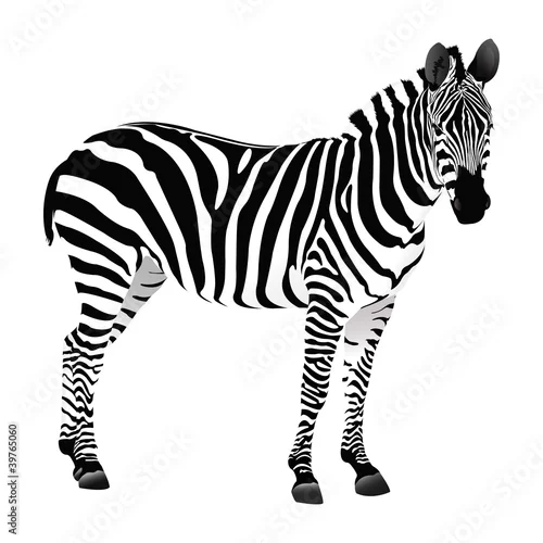 Obraz Zebra