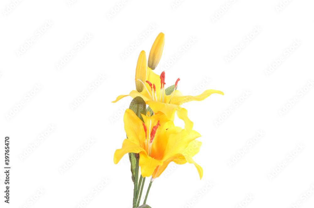 Naklejka premium gelbe Lilie