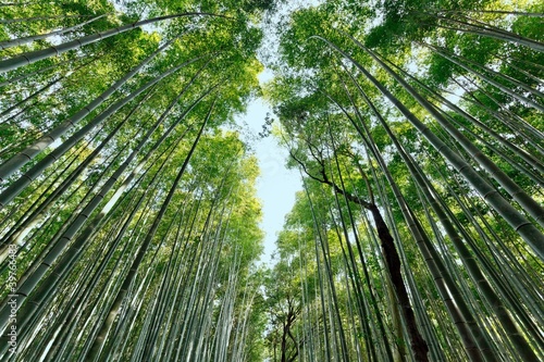 japanese bamboo forest