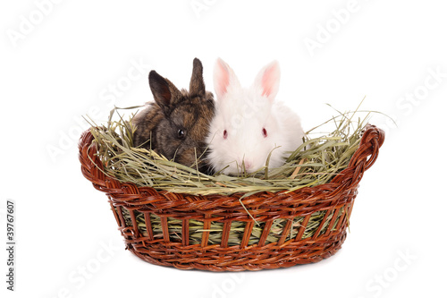 white and grey baby rabbits in a basket