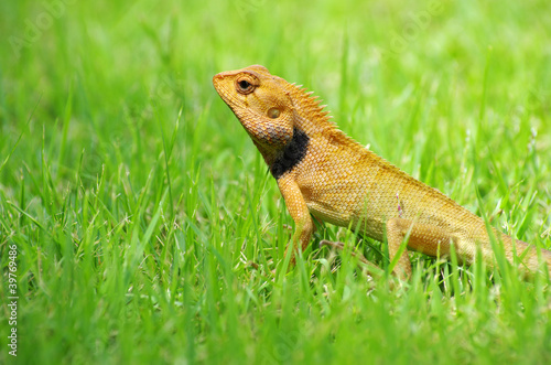 lizard © Pakhnyushchyy