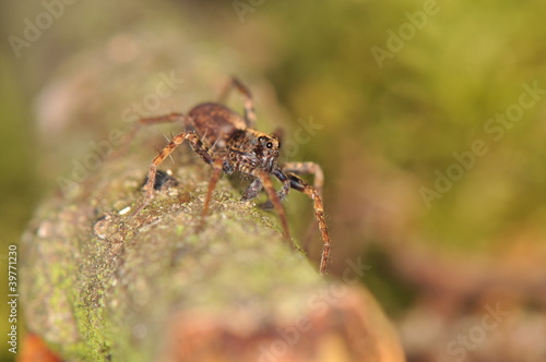 Spider - Pardosa
