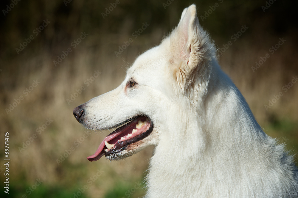 white shepherd dog