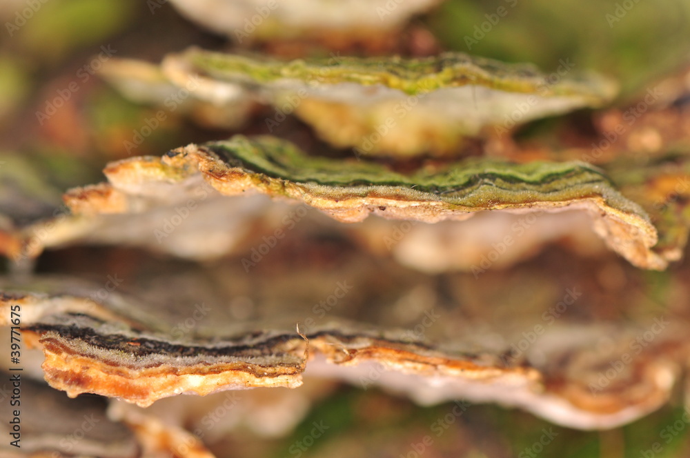 Stereum hirsutum - mushroom Stereum hirsutum - mushroom