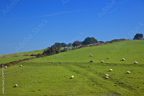 Sunny sheeps