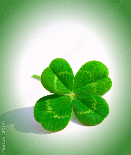 Four Leaf Clover