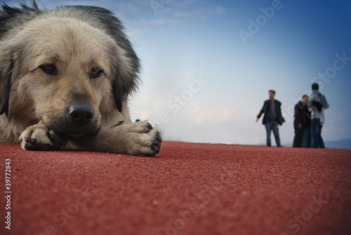 Canvastavla Mutsuz köpek